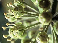 Botanische Merkmale: Hedera helix L. - Efeu
