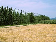 Vorkommen: Humulus lupulus - Hopfen