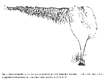Braunalge, Macrocystis pyrifera Zeichnung Braunalge, Macrocystis pyrifera