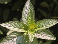 Botanische Merkmale: Mentha x piperita L. - Pfefferminze Botanische Merkmale: Mentha x piperita L. - Pfefferminze