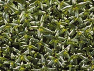 Verarbeitung: Mentha x piperita L. - Pfefferminze Verarbeitung: Mentha x piperita L. - Pfefferminze
