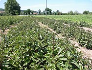 Vorkommen: Mentha x piperita L. - Pfefferminze Vorkommen: Mentha x piperita L. - Pfefferminze