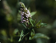 Mentha x piperita L. - Pfefferminze Mentha x piperita L. - Pfefferminze