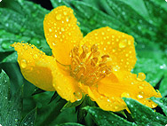 Potentilla anserina Potentilla anserina