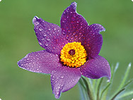 Pulsatilla pratensis