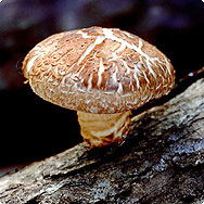 Pilze mit Heilkraft Pilze mit Heilkraft