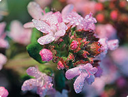 Thymus vulgaris Thymus vulgaris