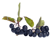 Aronia Beeren