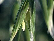 Botanische Merkmale: Avena sativa L. - Hafer Botanische Merkmale: Avena sativa L. - Hafer