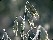 Avena sativa L. - Hafer Avena sativa L. - Hafer