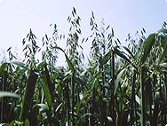 Verarbeitung: Avena sativa L. - Hafer Verarbeitung: Avena sativa L. - Hafer