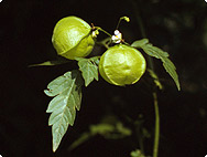 Cardiospermum halicacabum L. - Ballonrebe