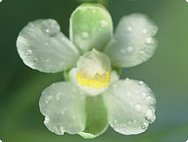 Verarbeitung: Cardiospermum halicacabum L. - Verarbeitung Verarbeitung: Cardiospermum halicacabum L. - Verarbeitung