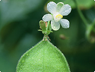 Vorkommen: Cardiospermum halicacabum L. - Vorkommen Vorkommen: Cardiospermum halicacabum L. - Vorkommen