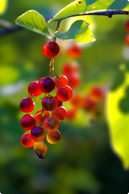 Cranberries Strauch