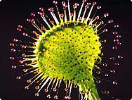 Botanische Merkmale: Drosera rotundifolia L. - Rundblättriger Sonnentau Botanische Merkmale: Drosera rotundifolia L. - Rundblättriger Sonnentau