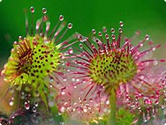 Drosera rotundifolia L. - Rundblättriger Sonnentau Drosera rotundifolia L. - Rundblättriger Sonnentau