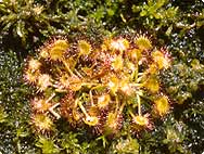 Verarbeitung: Drosera rotundifolia L. - Rundblättriger Sonnentau