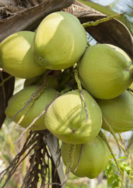 Kokosfrucht