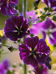 Malven (Malva sylvestris)