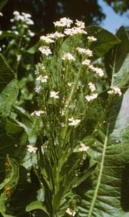 Meerrettich Blüte