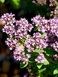 Oregano Blüten Oregano
