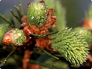 Botanische Merkmale: Picea abies (L.) - Fichte