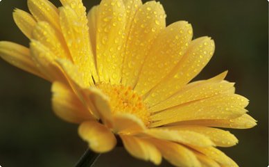 Ringelblume