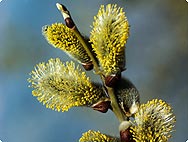 Salix alba Silberweide