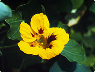 Kapuzinerkresse (Tropaeolum majus)