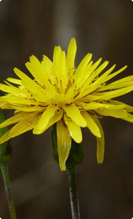 Schwarzwurzel Blüte