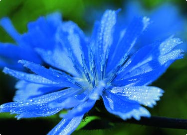 Blaue Blüten der Wegwarte