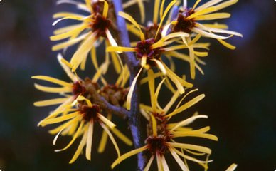 Zaubernuss Hamamelis