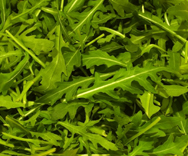 Rucola Rucolablätter